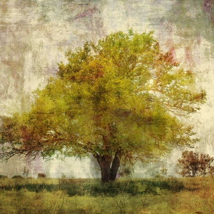Picture of VINTAGE TREE