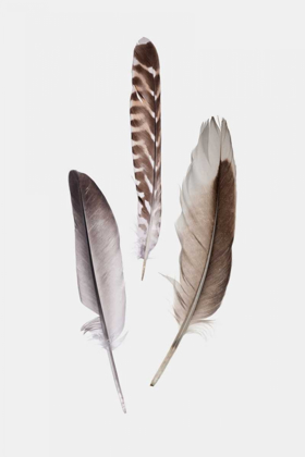 Picture of FEATHERS III