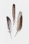 Picture of FEATHERS III