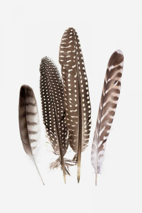Picture of FEATHERS II