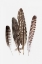 Picture of FEATHERS II