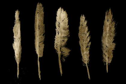 Picture of GOLD FEATHERS I