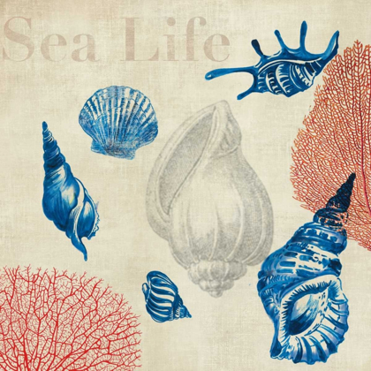 Picture of SEA LIFE STUDY