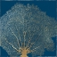 Picture of GOLD CORAL II