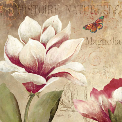 Picture of MAGNOLIA