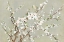Picture of GEISHA