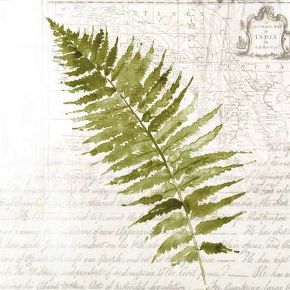 Picture of FERN II