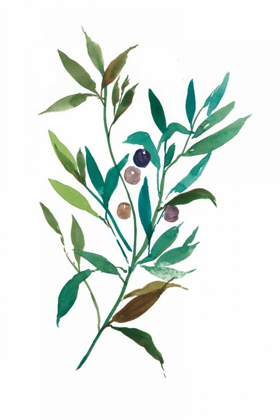 Picture of OLIVE I