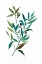 Picture of OLIVE I