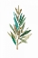Picture of OLIVE III