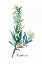 Picture of ROSEMARY I