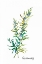 Picture of ROSEMARY II