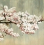 Picture of BLOSSOMS