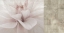 Picture of SOFTNESS