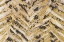 Picture of NEW ZEBRA I