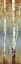 Picture of BUTTERSCOTCH BIRCH TREES II