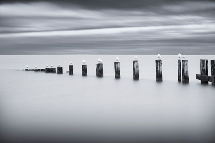 Picture of STILTS AND GULLS