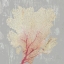 Picture of BLUSH CORAL II