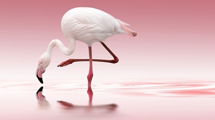 Picture of REINDL - FLAMINGO