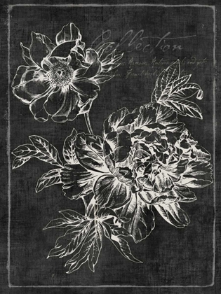 Picture of BLACK BOTANICAL I