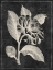 Picture of BLACK BOTANICAL II