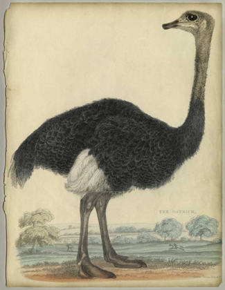 Picture of THE OSTRICH 