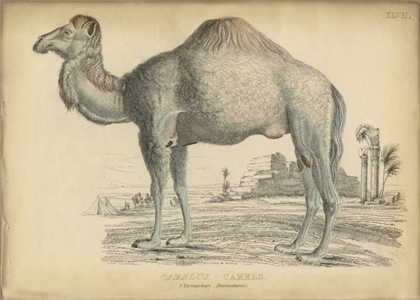 Picture of CAMEL BACTARNIAN 