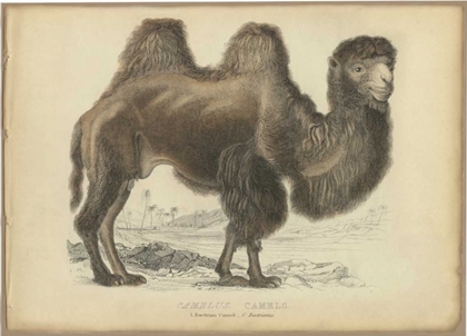 Picture of CAMEL DROMEDARY