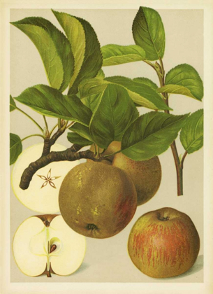 Picture of RUSSET APPLES I