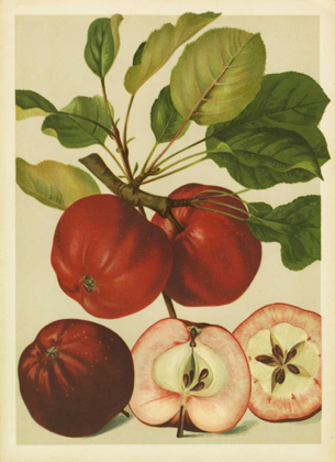 Picture of RED VELI APPLES II