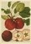Picture of RED VELI APPLES II