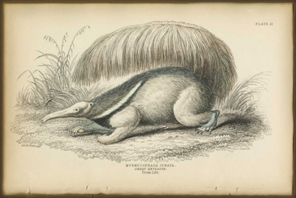 Picture of GREAT ANTEATER