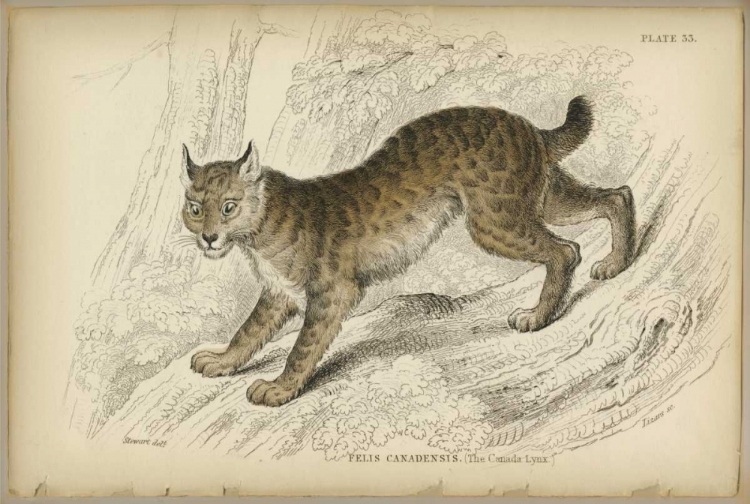 Picture of FELIS CANADENIS LYNX 