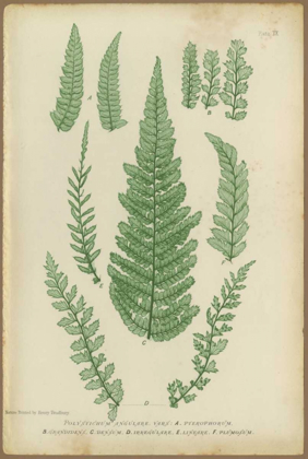 Picture of POLYSTICHUM