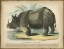 Picture of RHINO