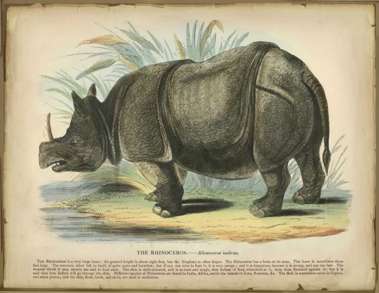 Picture of RHINO