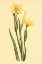 Picture of ARIZONA SISRINCHIUM 