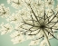 Picture of SKY LACE