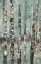 Picture of WINTER BIRCH III