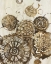 Picture of AFRICAN CIRCLES 