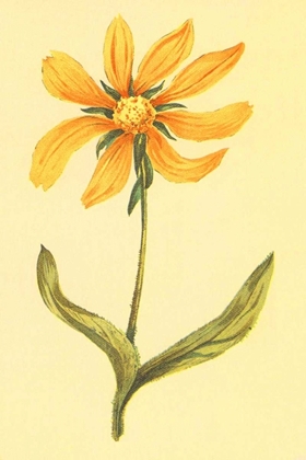 Picture of ARIZONA WYETHIA