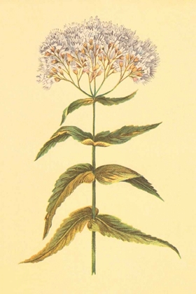 Picture of BONESET AND AGUE WEED