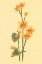Picture of CALTHRA PALUSTRIS 