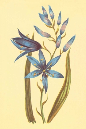 Picture of CAMASS AND WILD HYACINTH