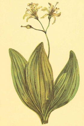 Picture of CLINTONIA