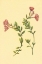 Picture of EPILOBIUM RIGIDUM