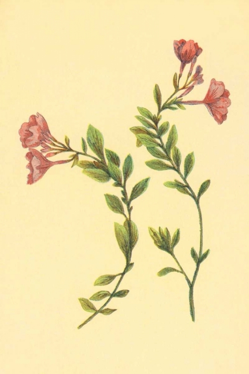 Picture of EPILOBIUM RIGIDUM