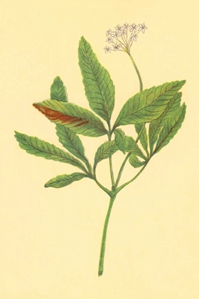 Picture of FIVE LEAVED GINSENG