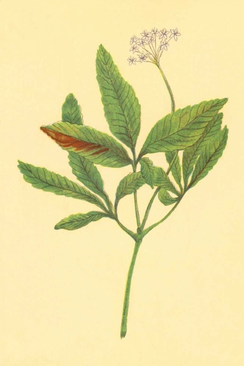 Picture of FIVE LEAVED GINSENG