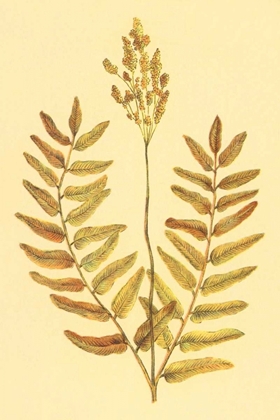Picture of FLOWERING FERN